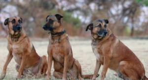 Sniffer dogs in action during a demonstration of tracking skills